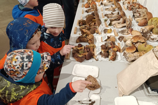 Výstava hub ve městě