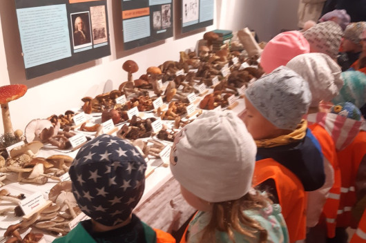 Návštěva muzea, výstava hub